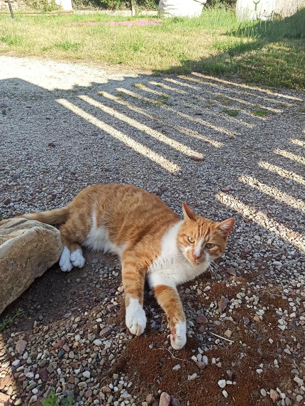 Chat perdu à Le Locheur